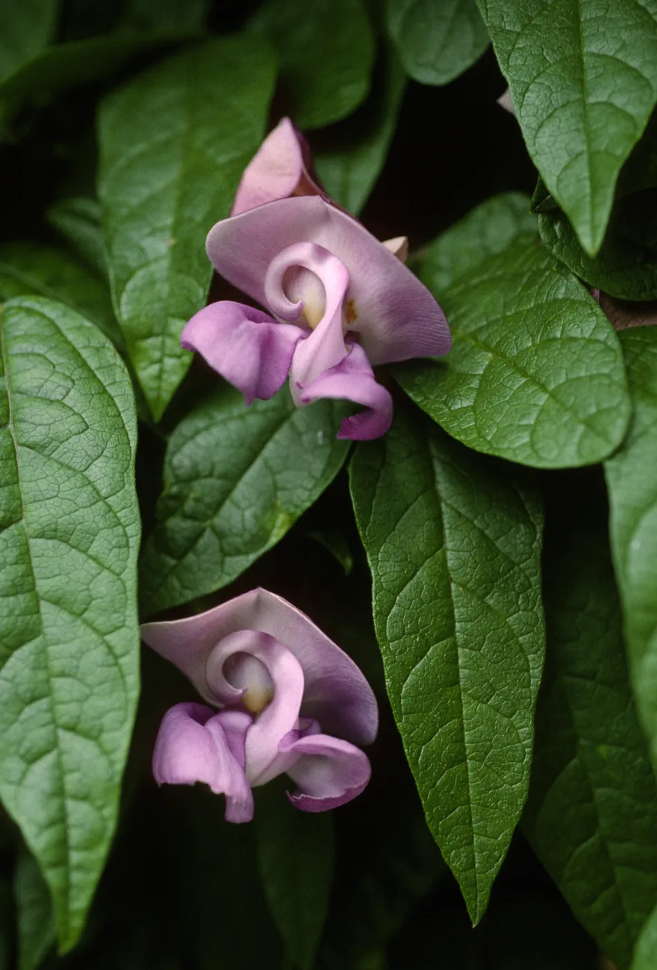 Clitoria