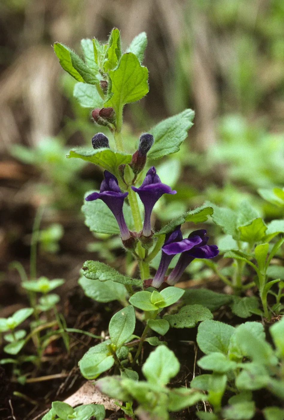 Scutellaria tuberosa