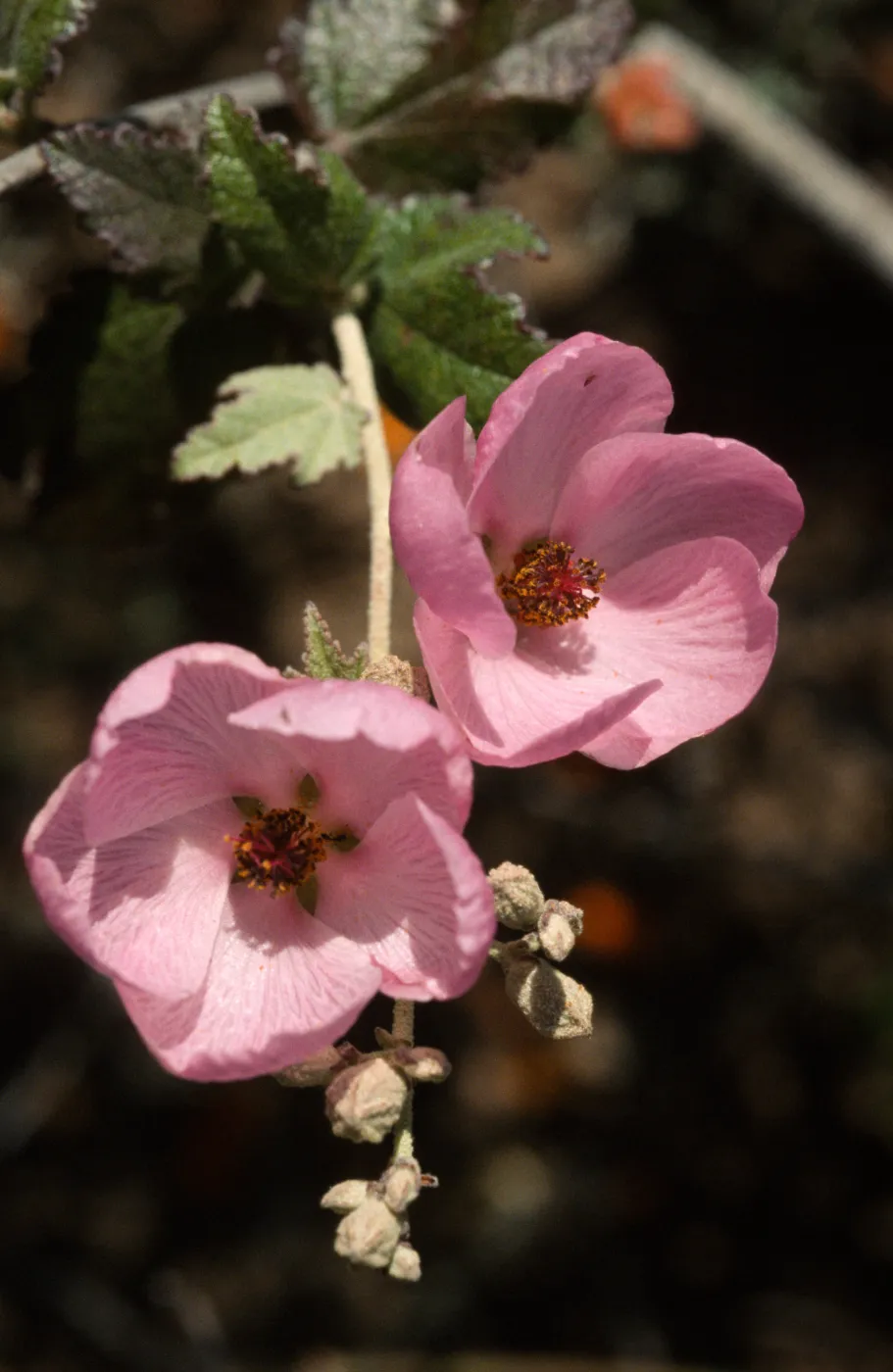 Malacothamnus fasciculatus var. nesioticus