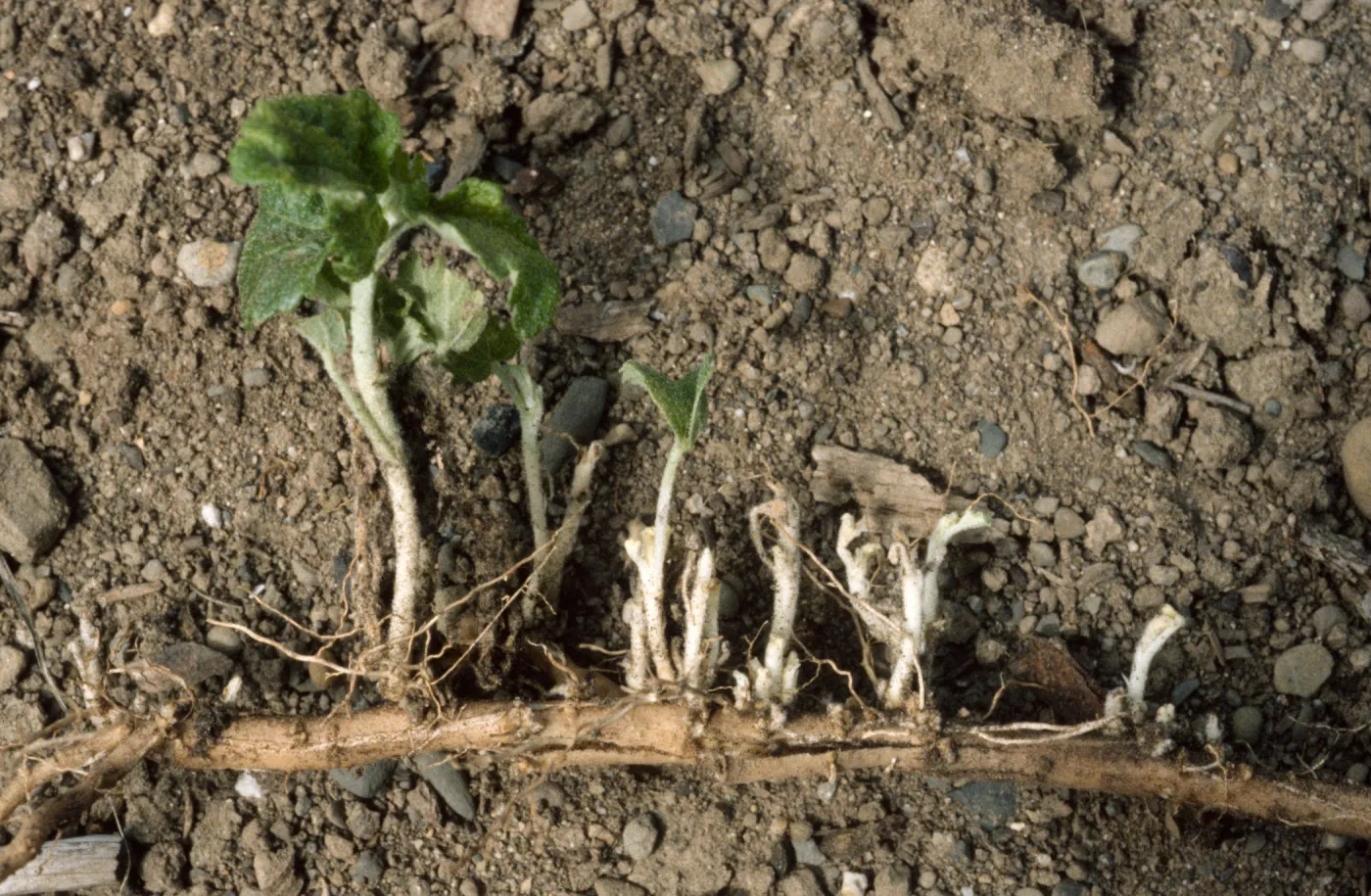 Malacothamnus fasciculatus var. nesioticus rhizomes