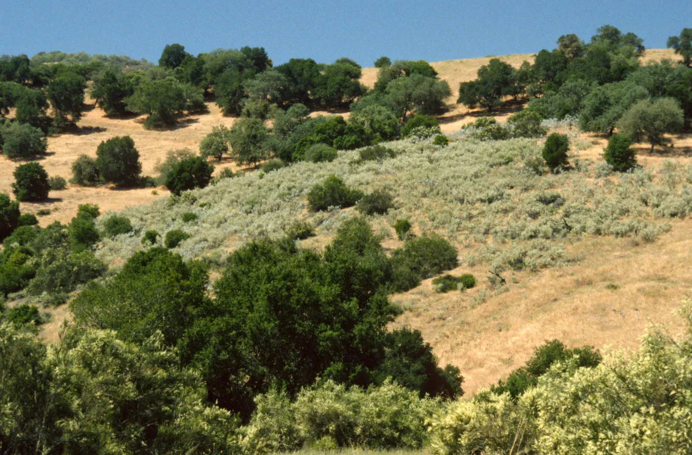 Malacothamnus jonesii