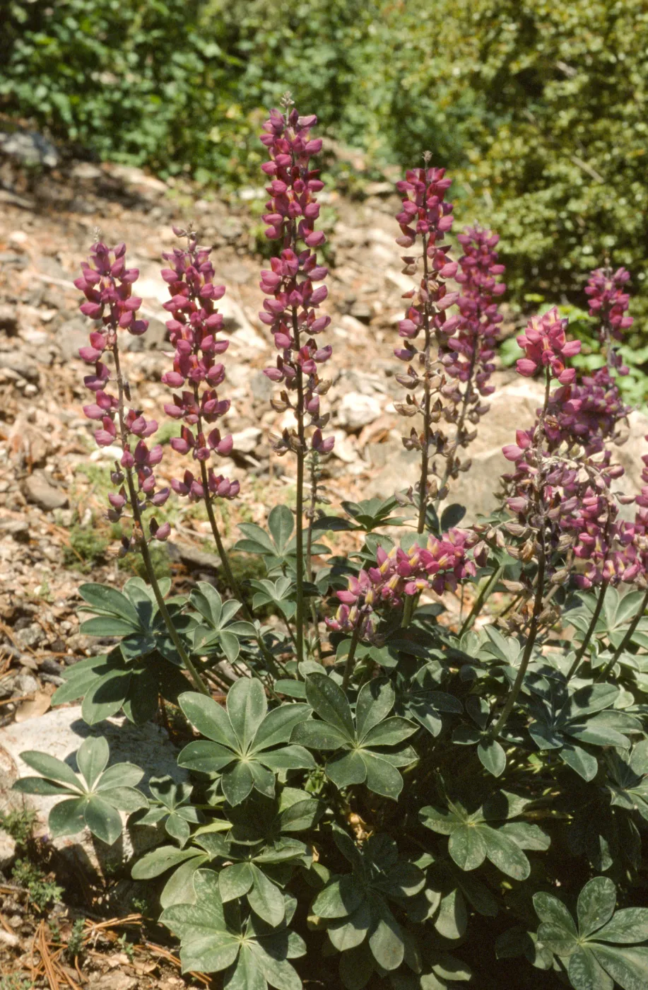 Lupinus cervinus