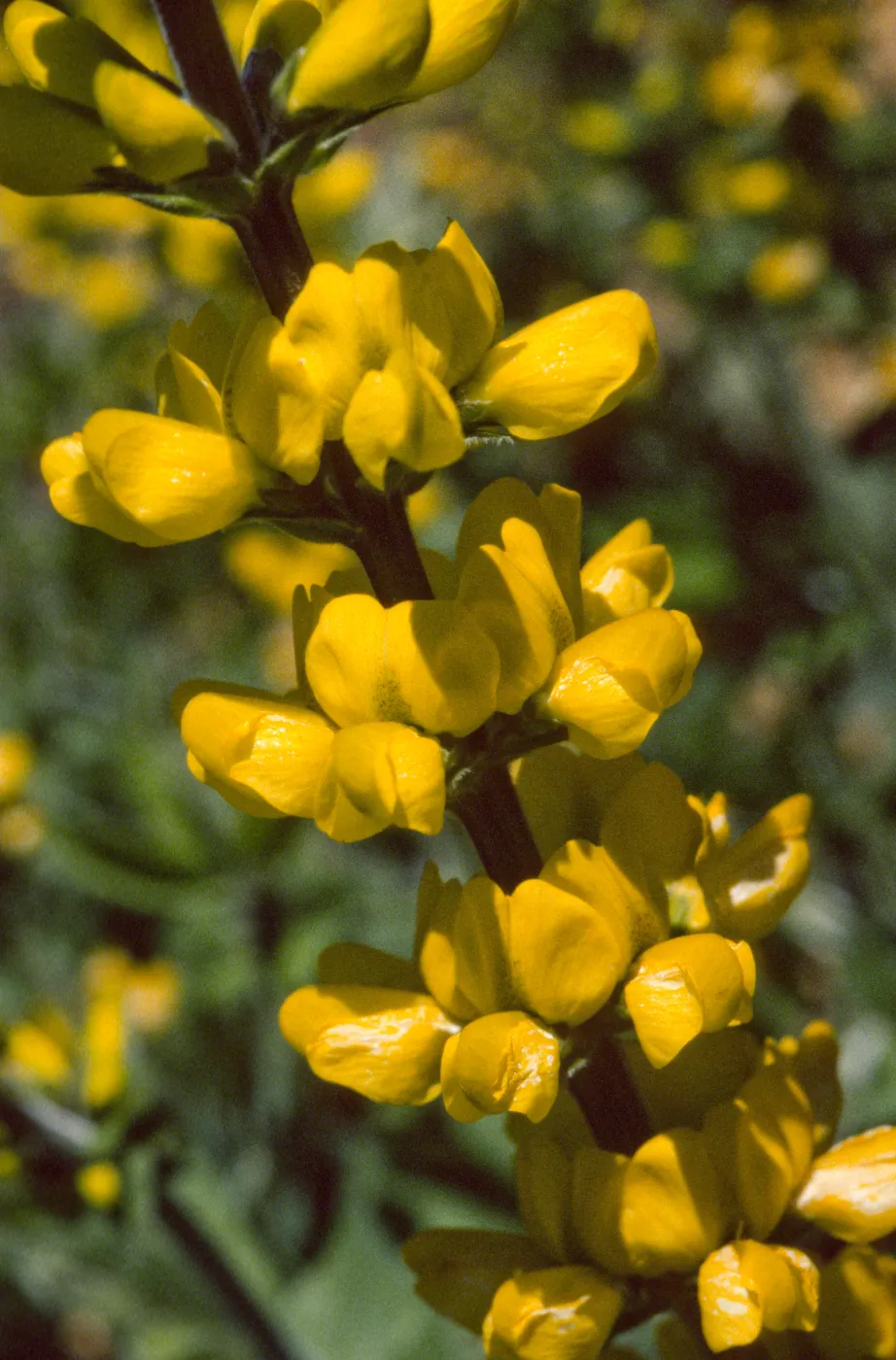 Thermopsis macrophylla