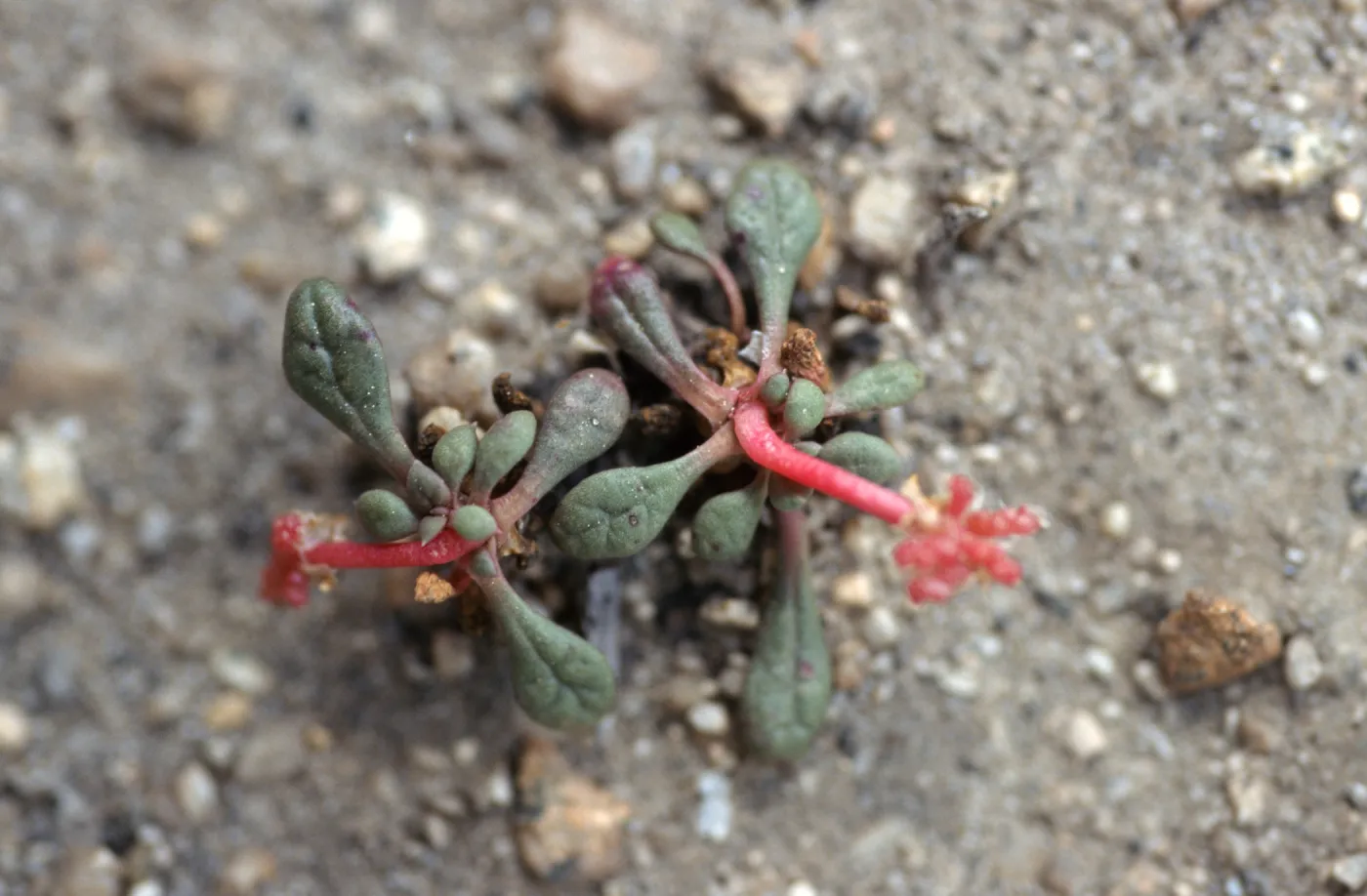 Calyptridium roseum