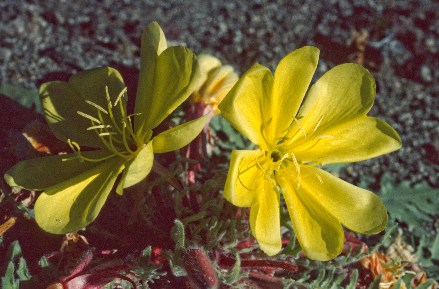 Oenothera primiveris