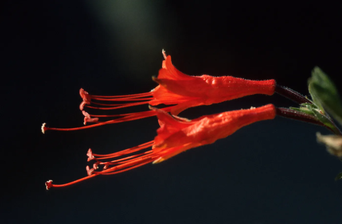 Zauschneria garrettii