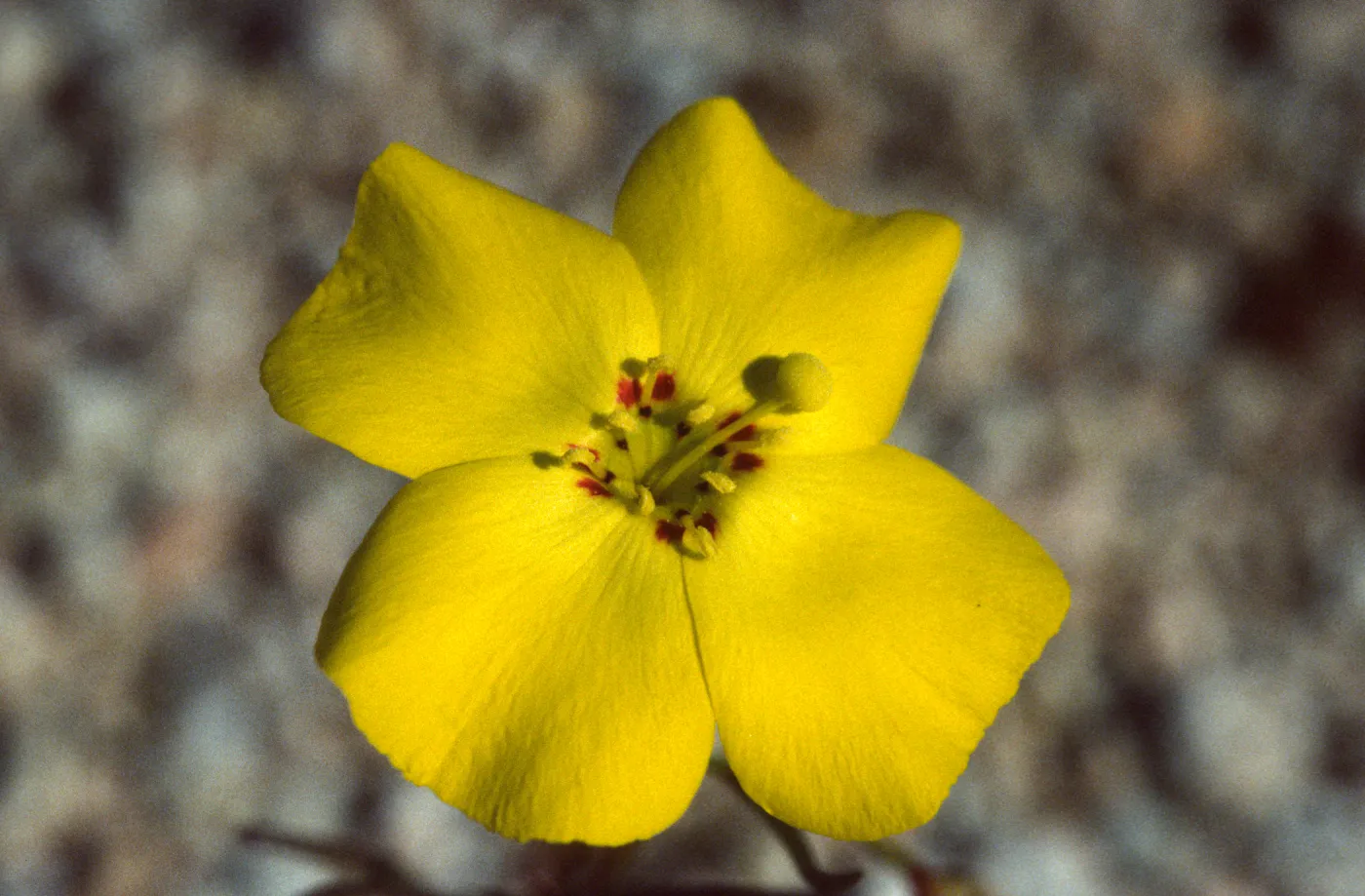 Camissonia kernensis