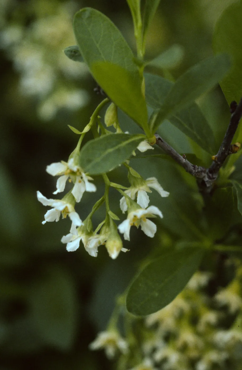 Oemleria