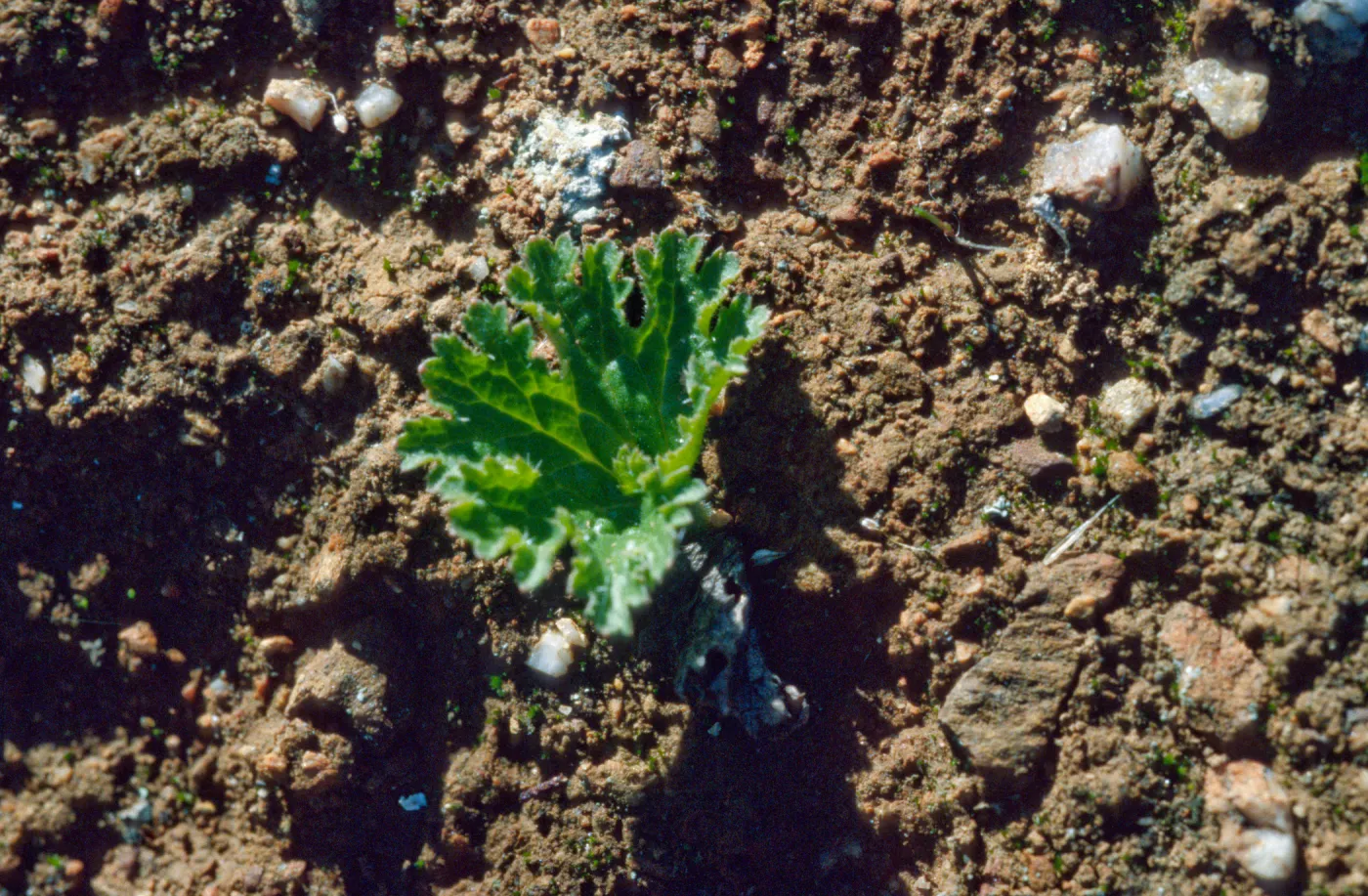 Jepsonia malvifolia