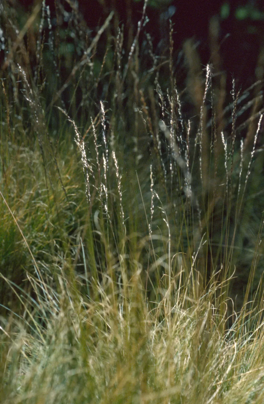 Ptilagrostis kingii