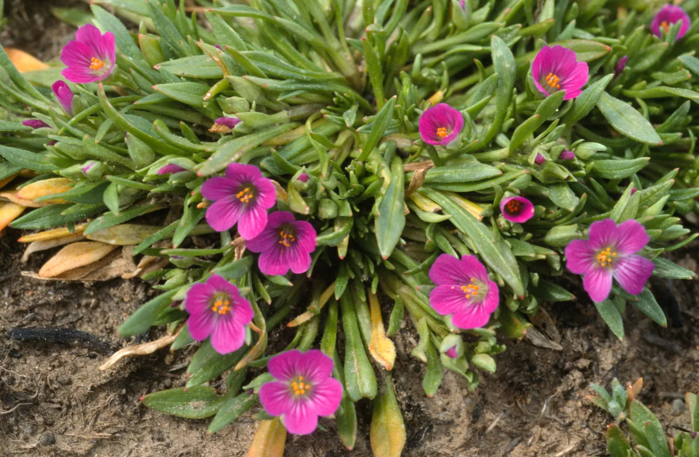 Calandrinia ciliata