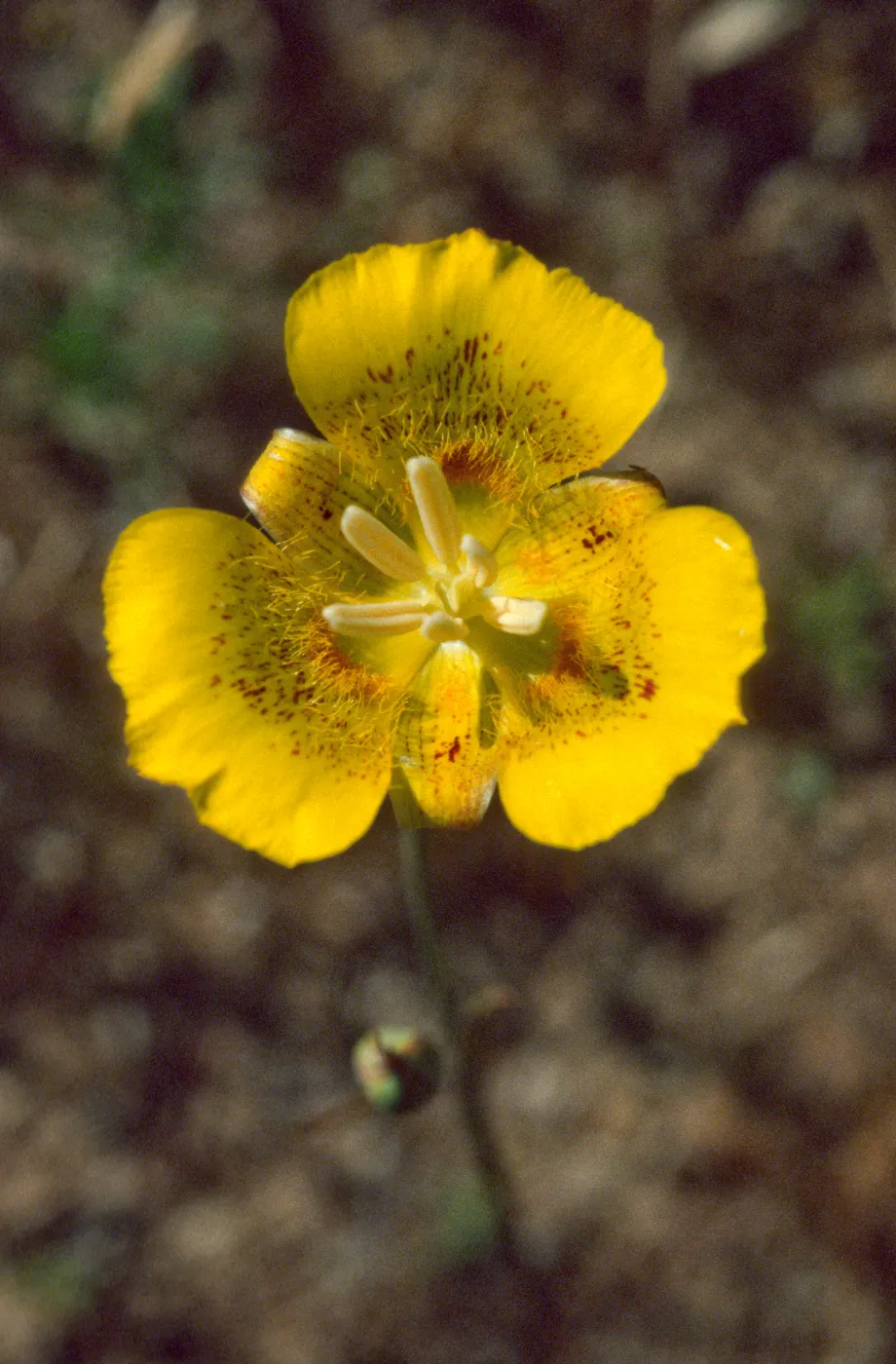 Calochortus luteus