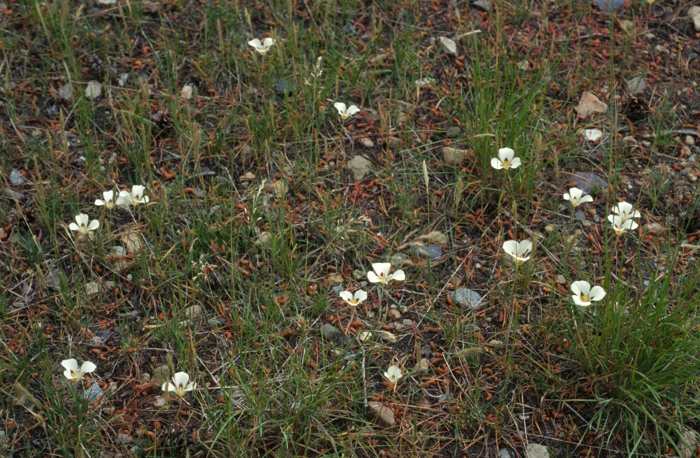 Calochortus leichtlinii