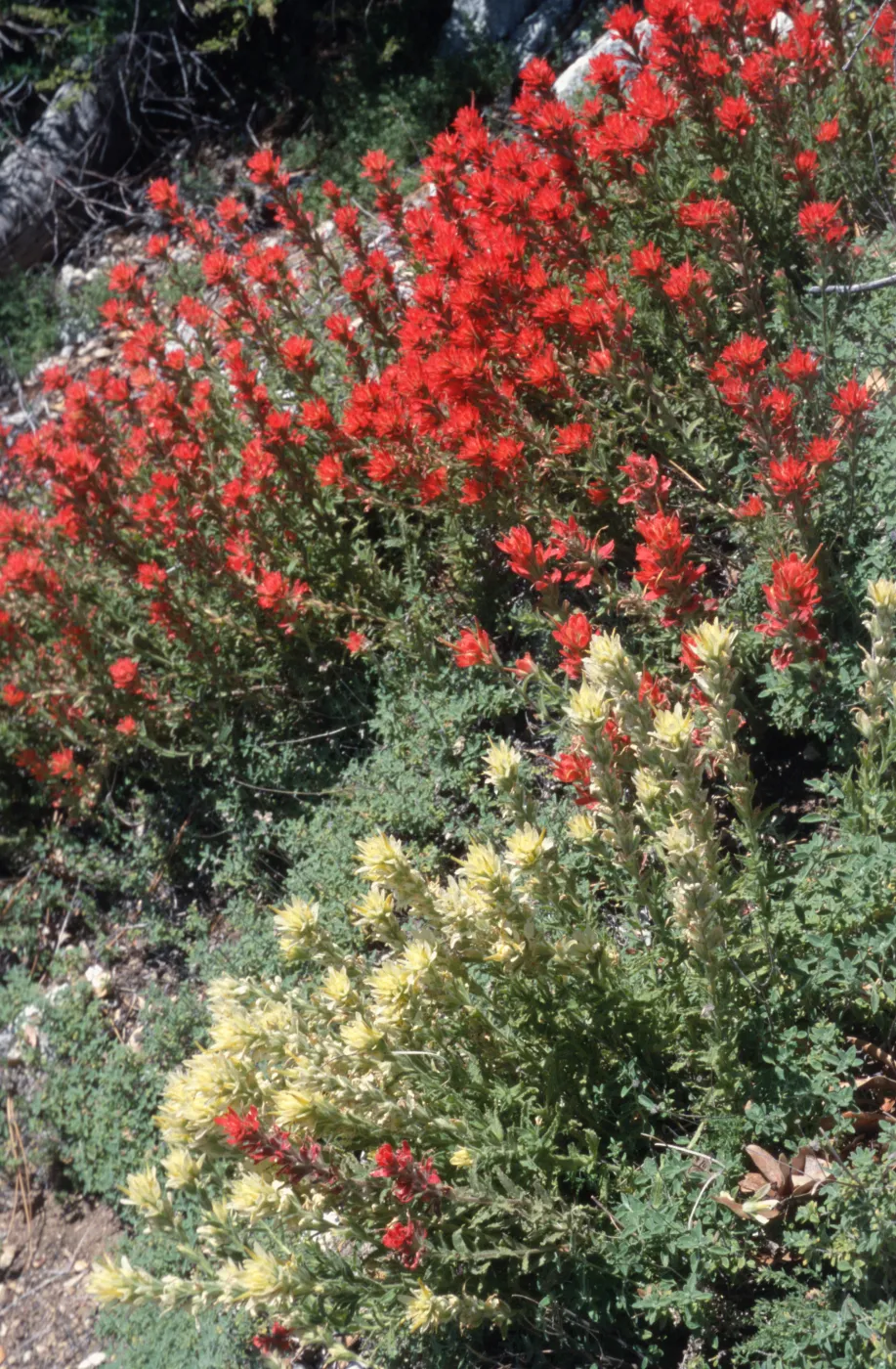 Castilleja martinii