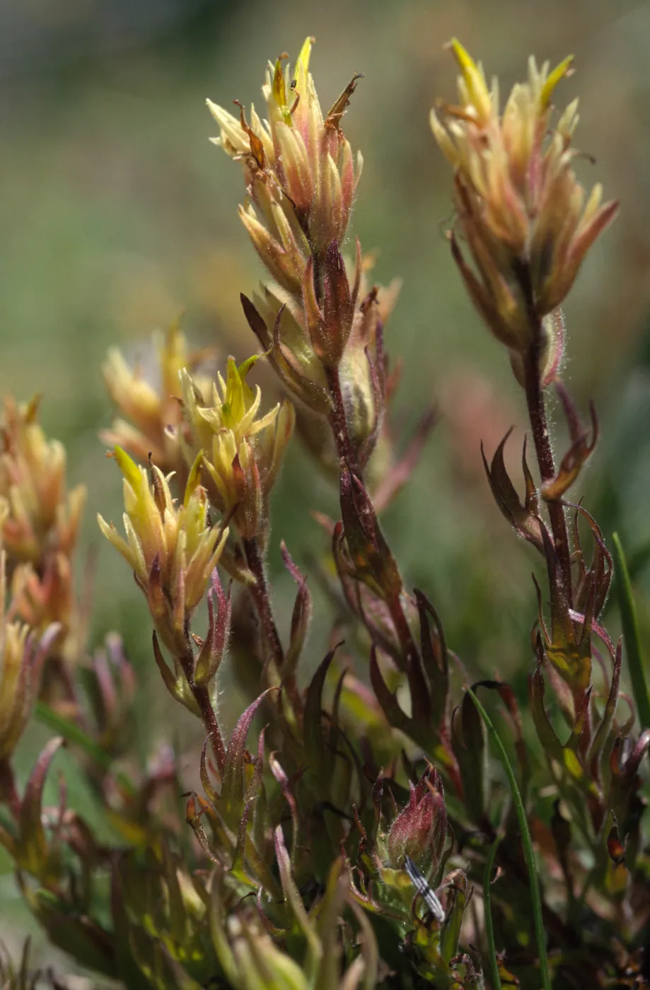 Castilleja peirsonii