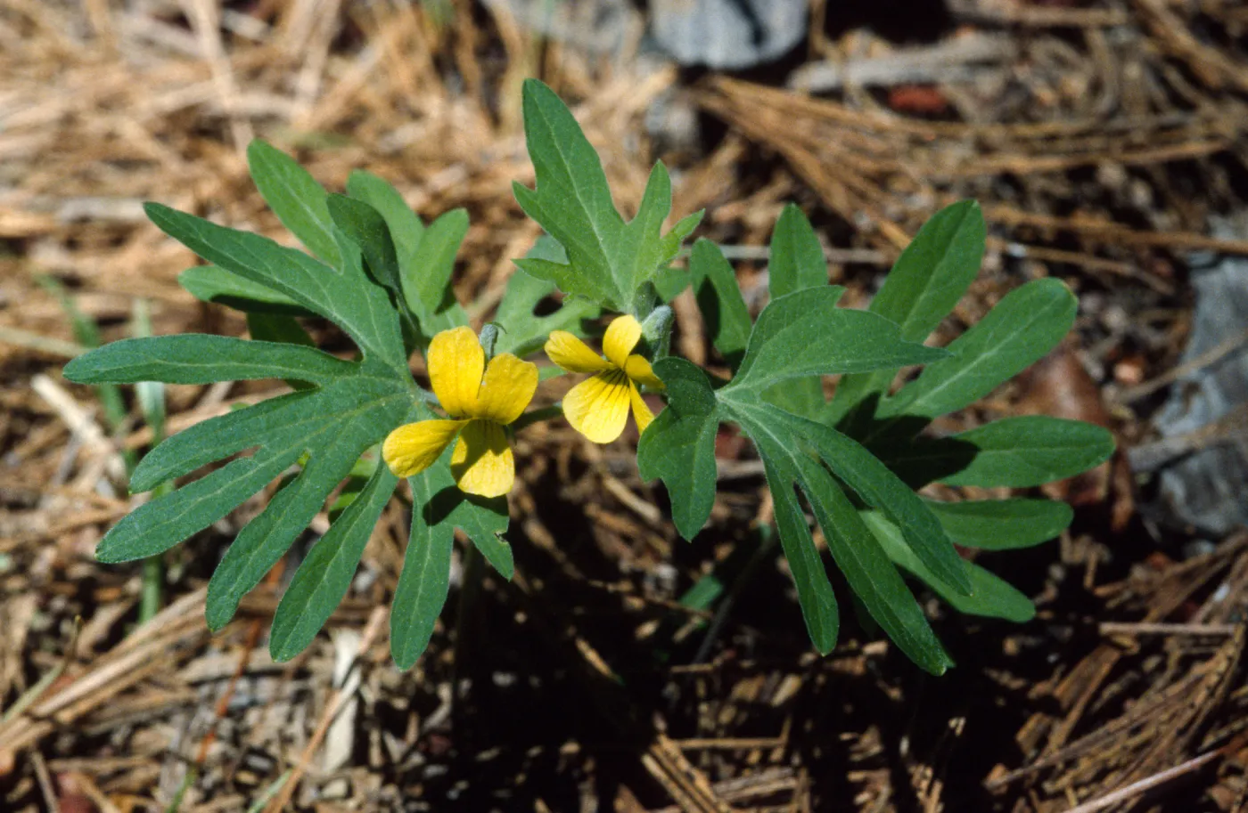 Viola lobata
