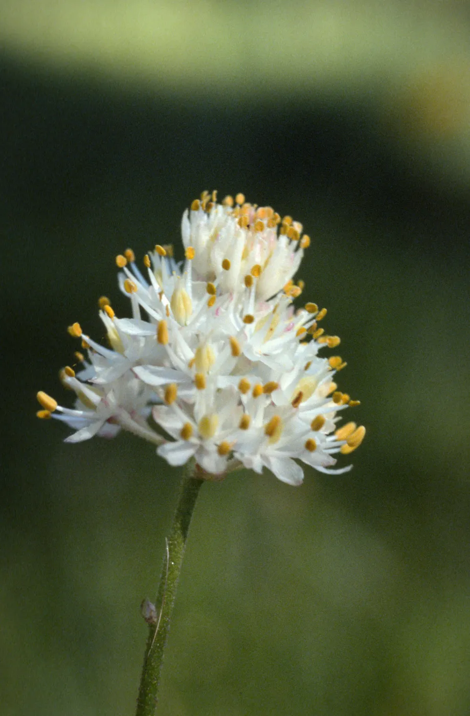 Tofieldia occidentalis