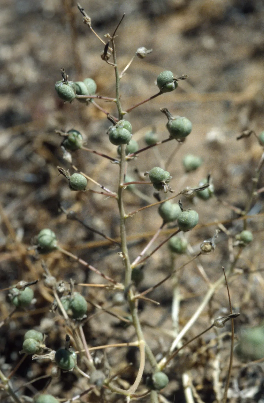 Chlorogalum purpureum reductum