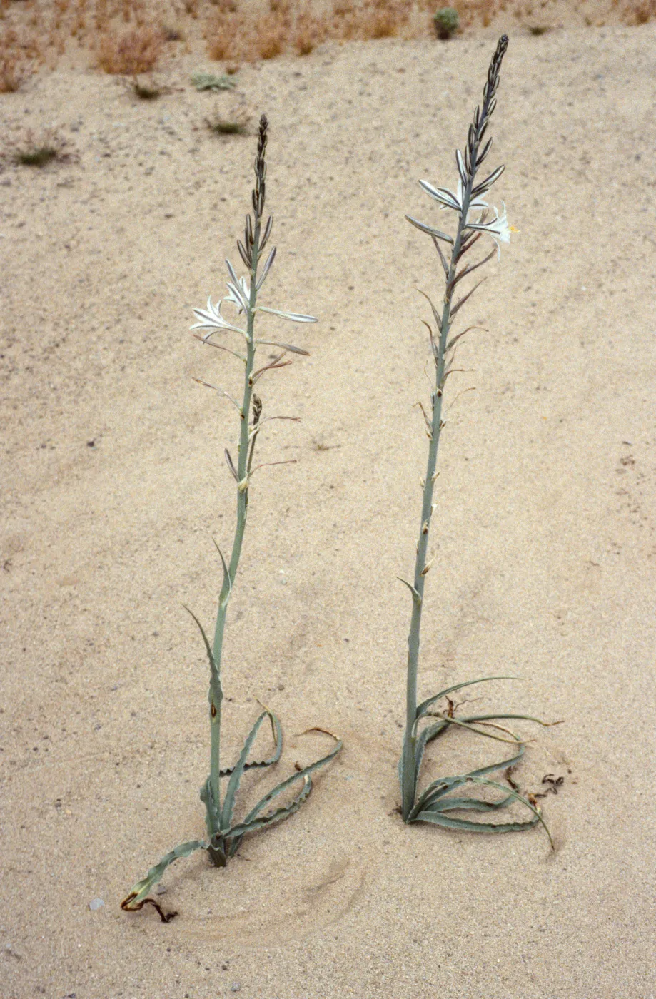 Hesperocallis undulata