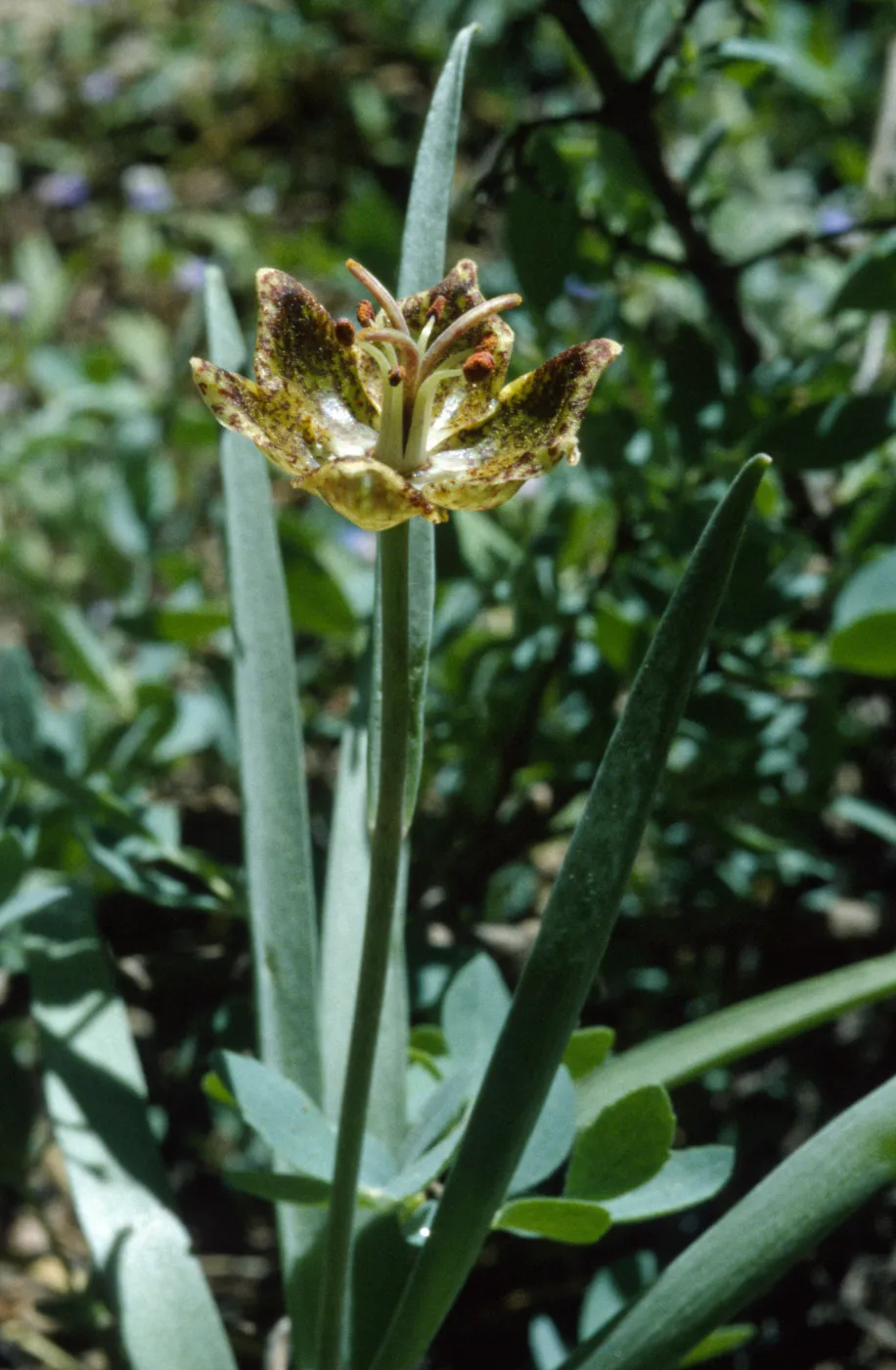 Fritillarea pinetorum