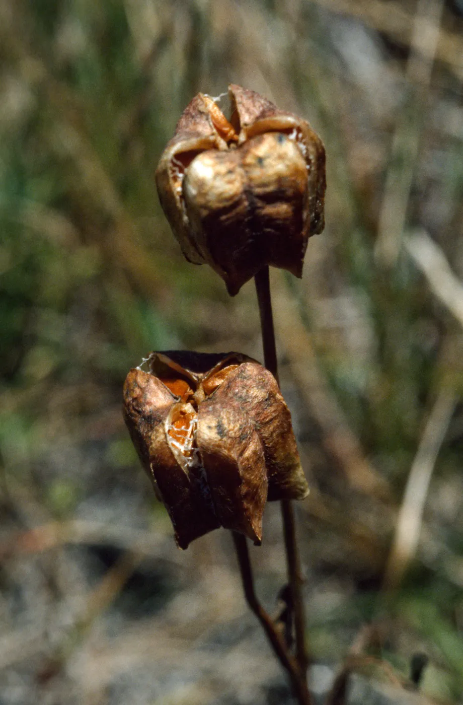 Fritillarea biflora, fruiting