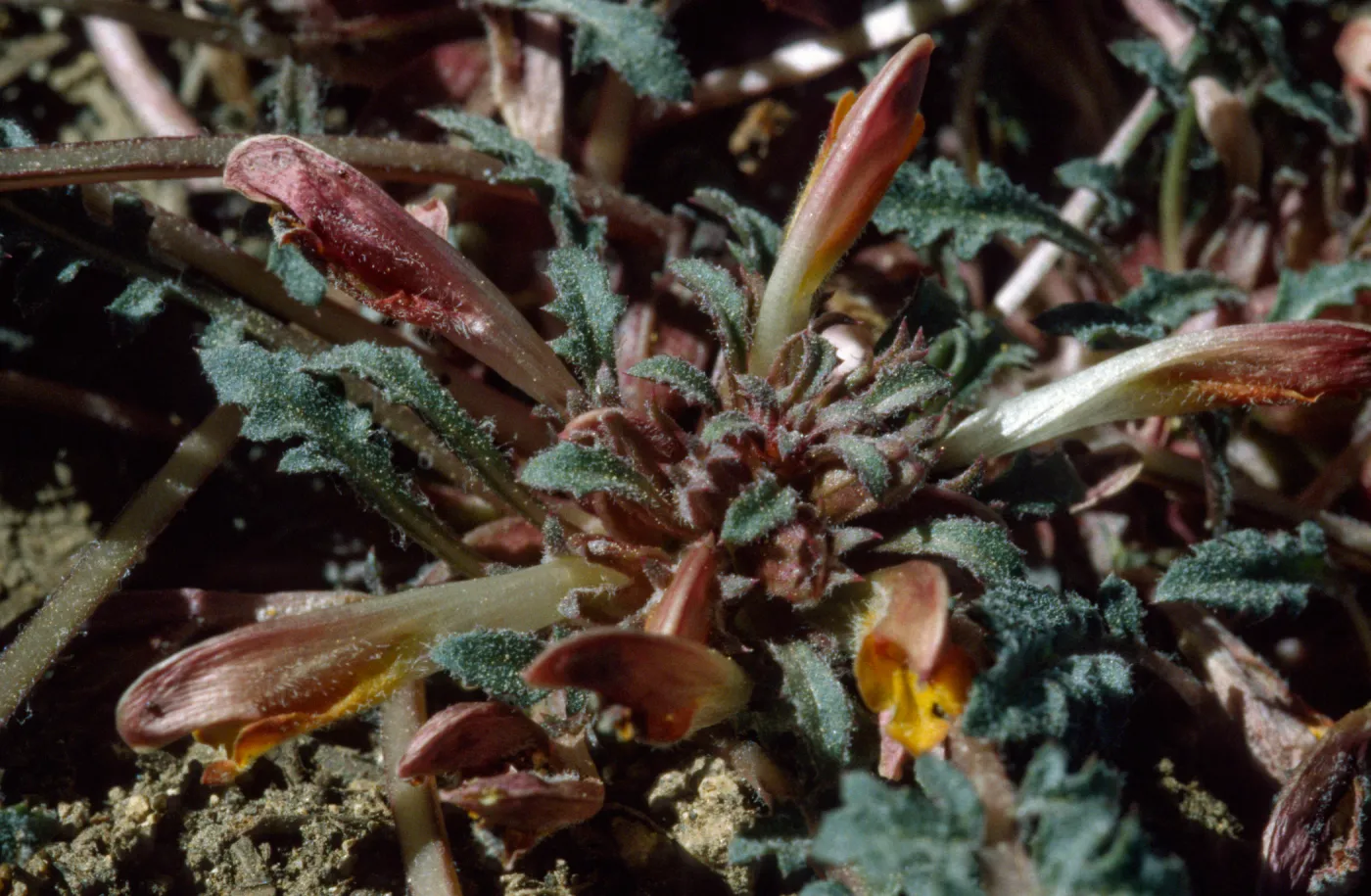 Pedicularis semibarbata