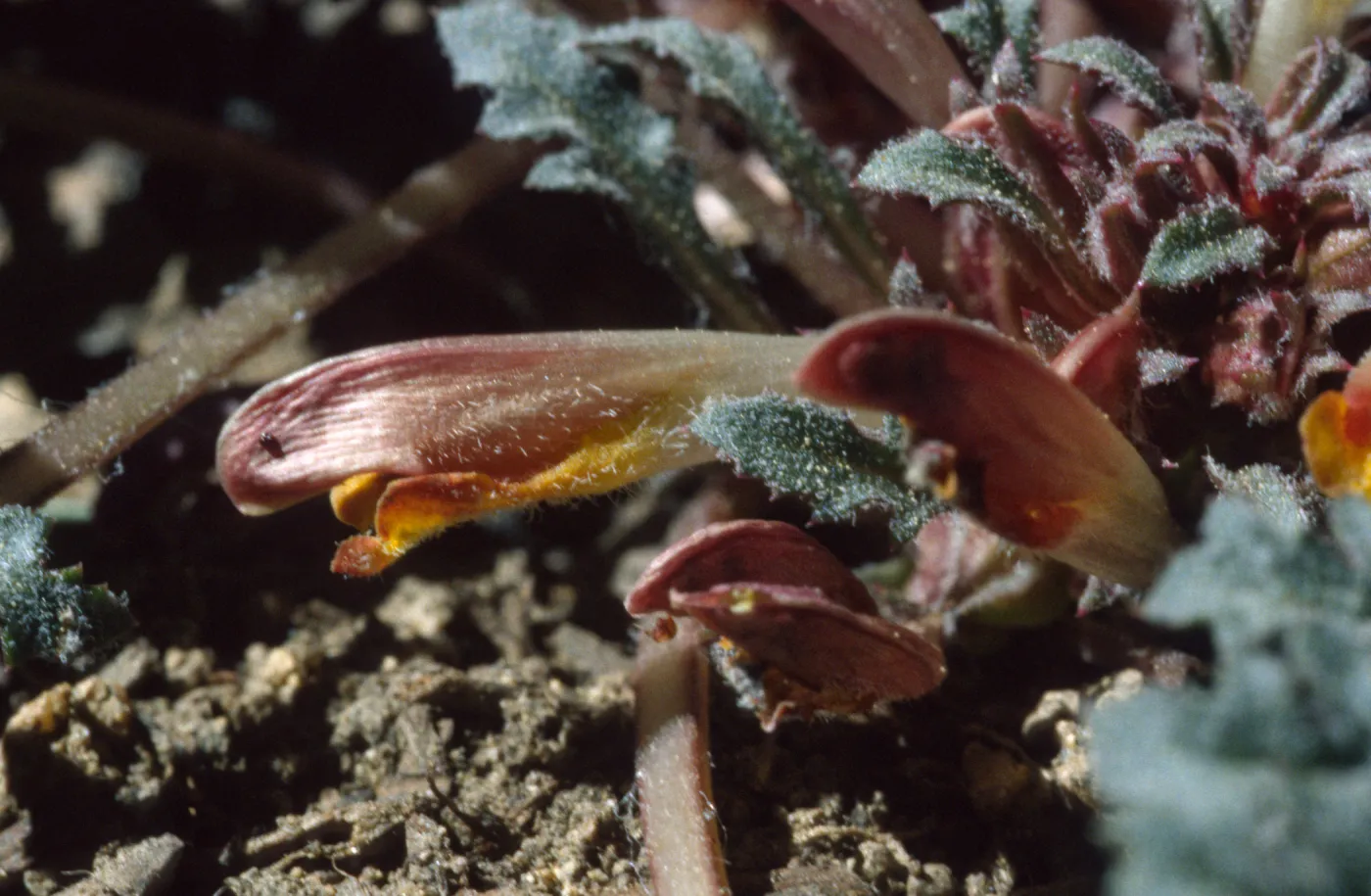 Pedicularis semibarbata