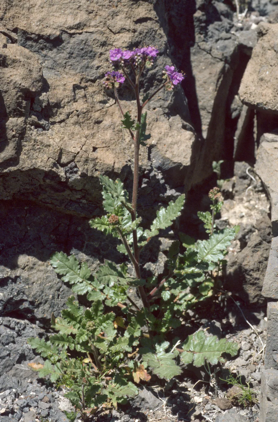 Phacelia crenulata