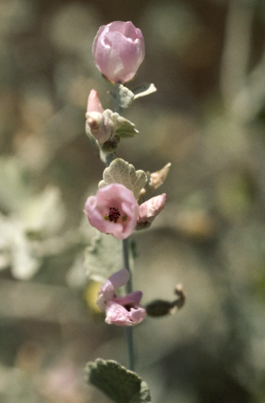 Malacothamnus jonesii