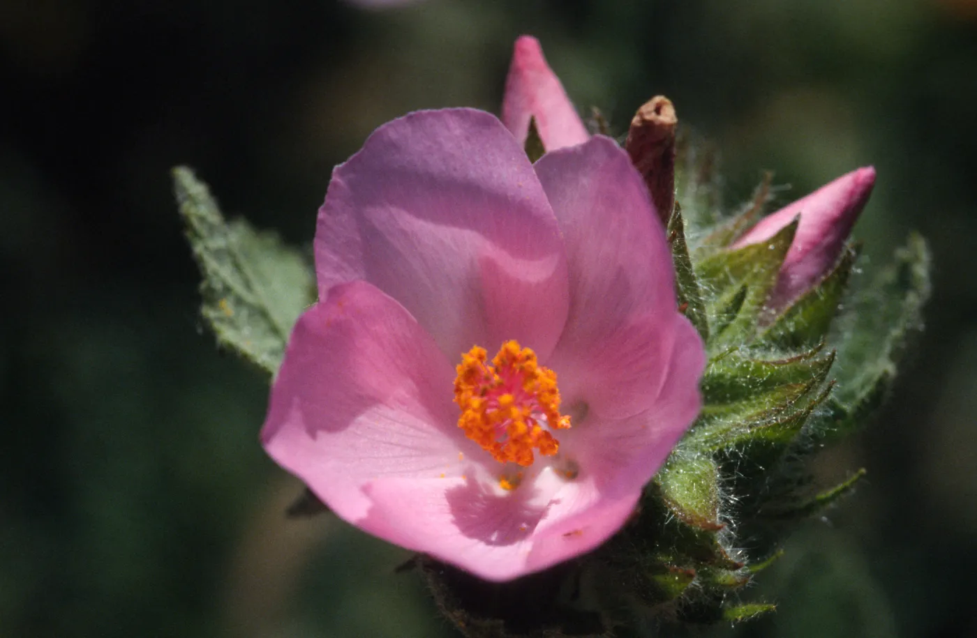 Malacothamnus palmeri lucianus