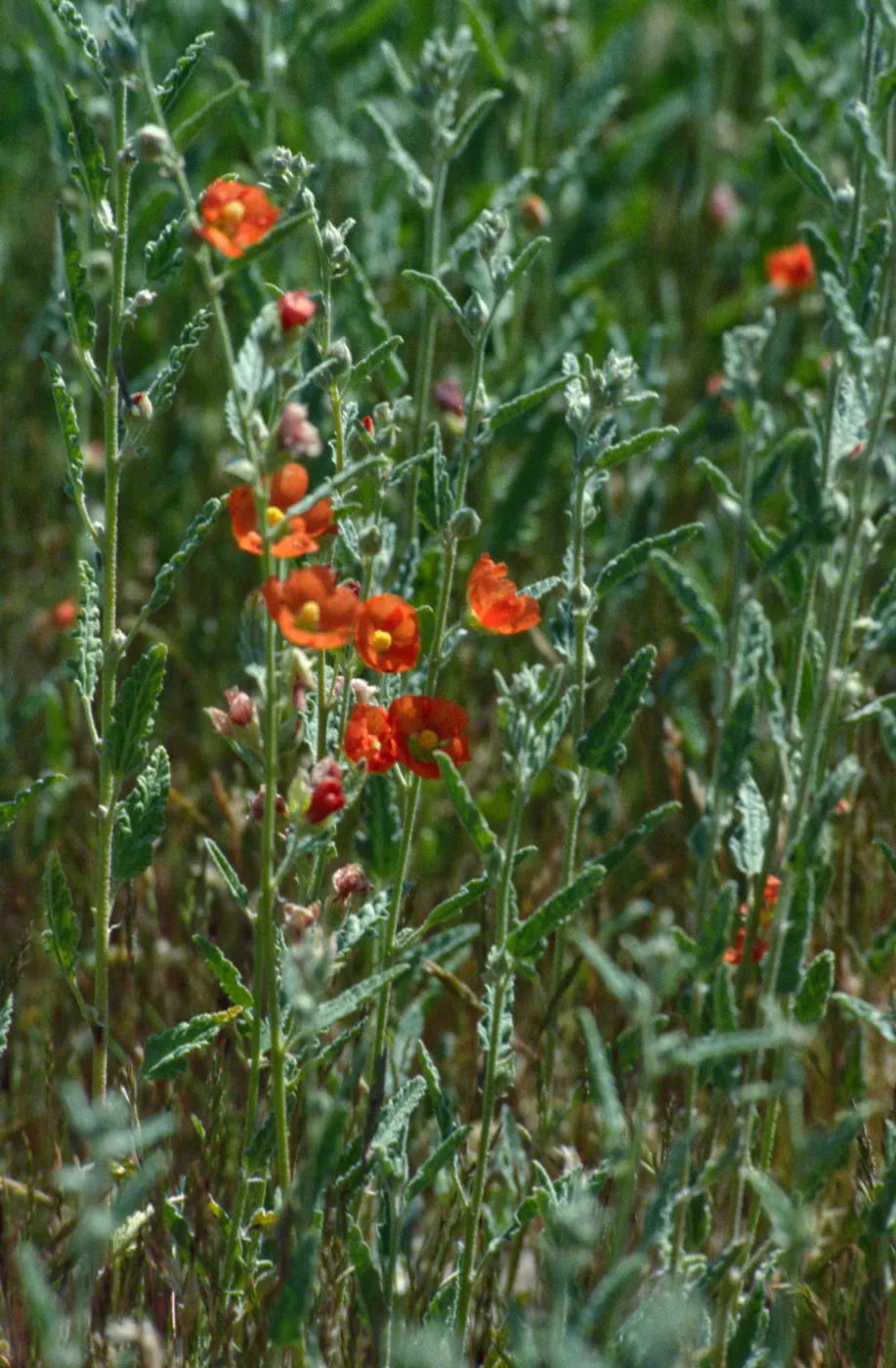 Sphaeralcea angustifolia