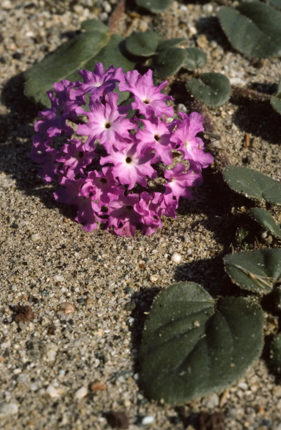 Abronia villosa