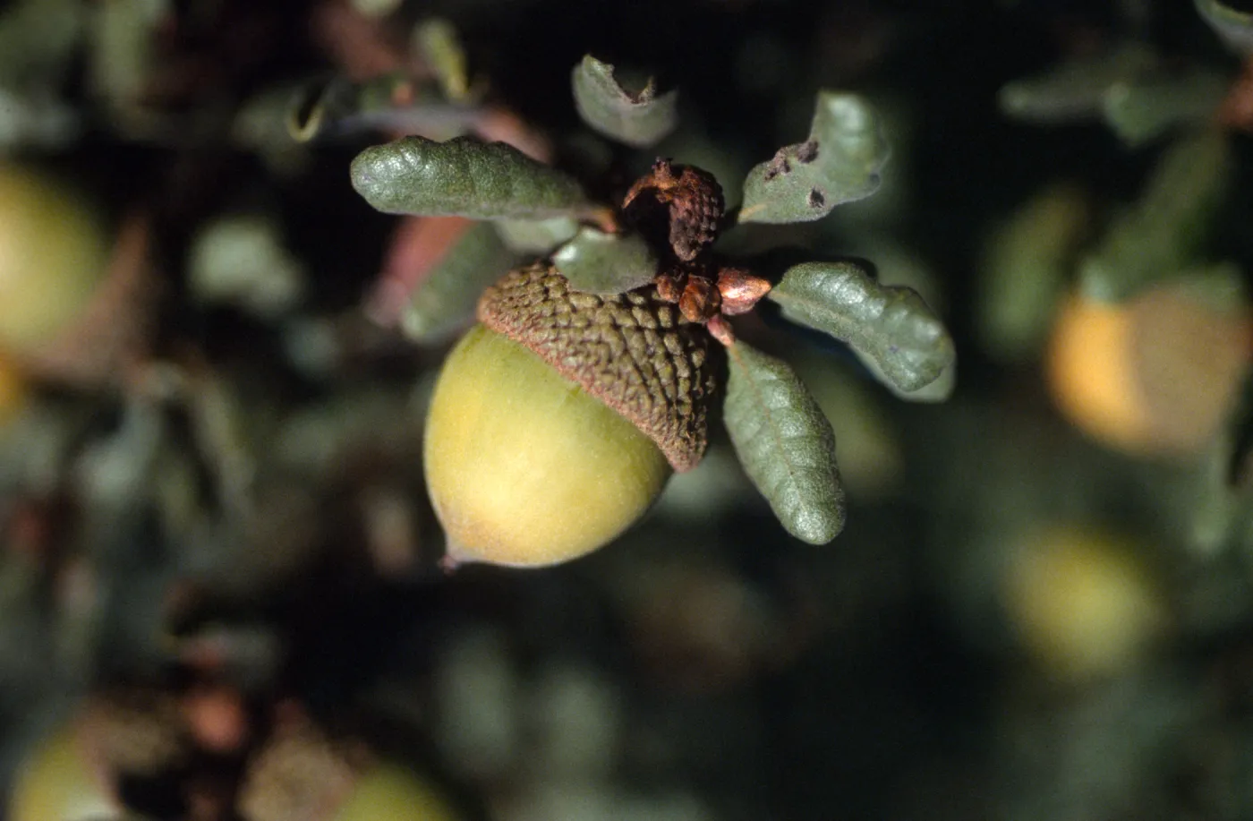 Quercus durata