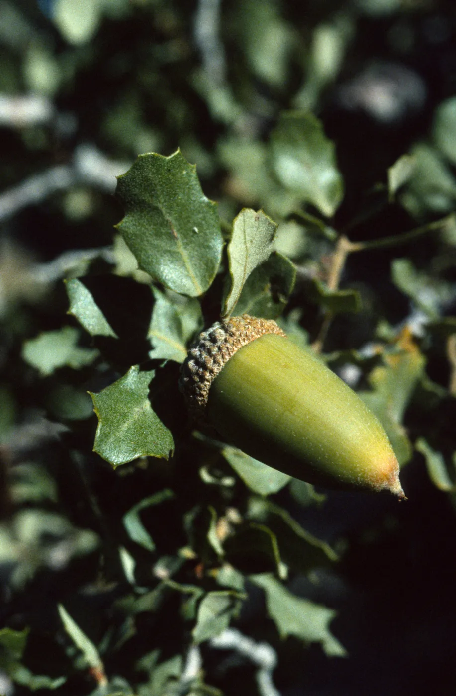 Quercus cornelius mulleri