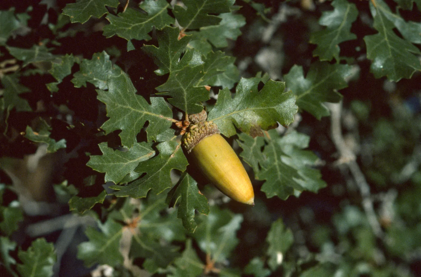 Quercus hybrid, Quercus munzii