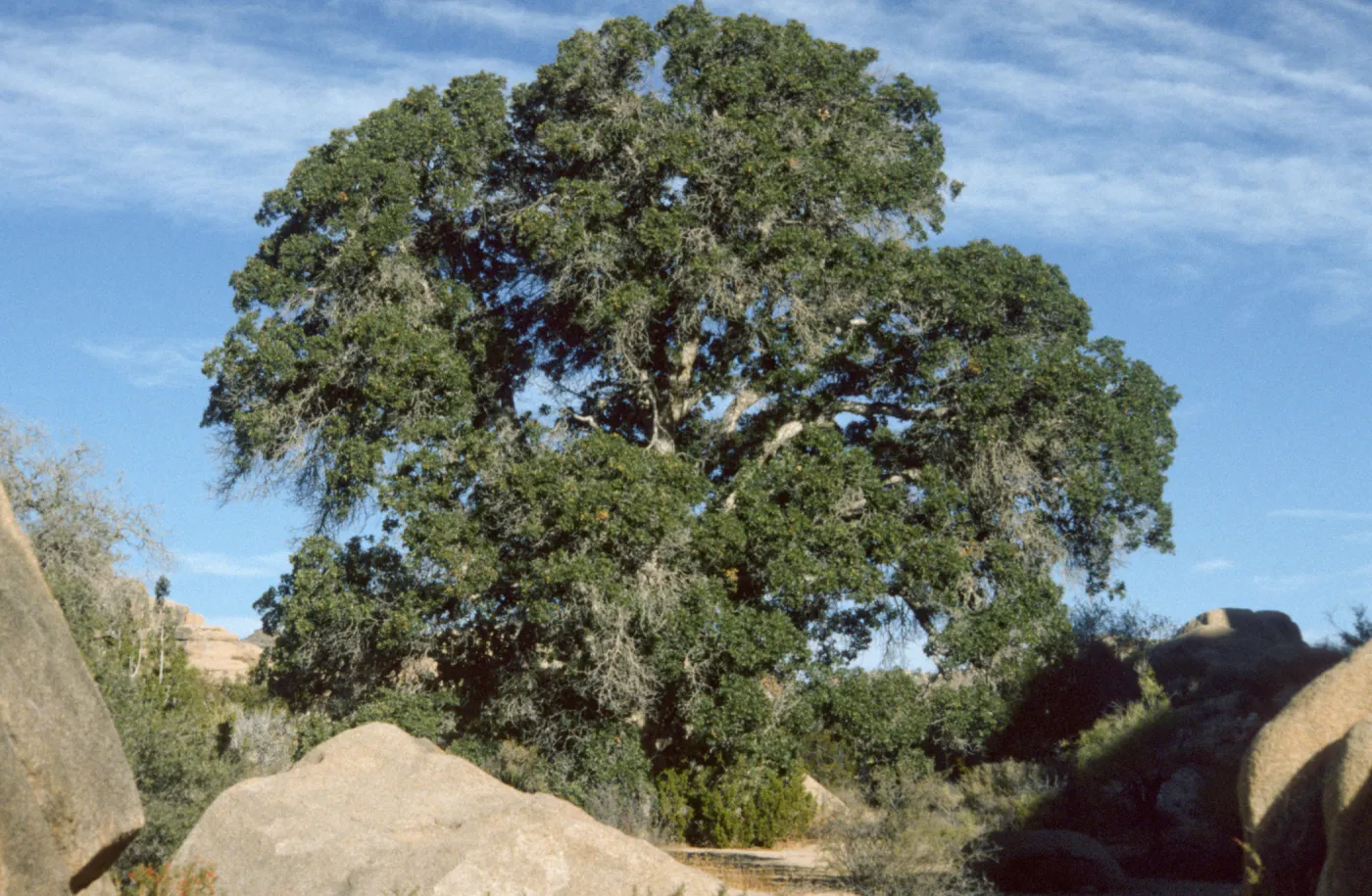 Quercus hybrid, Quercus munzii