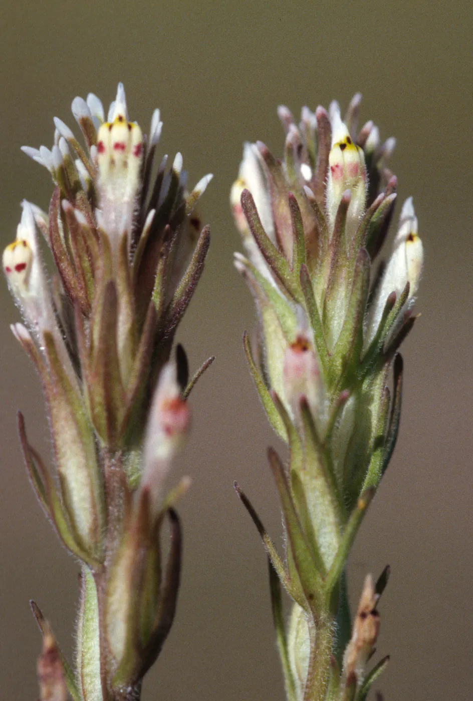 Castilleja attenuata