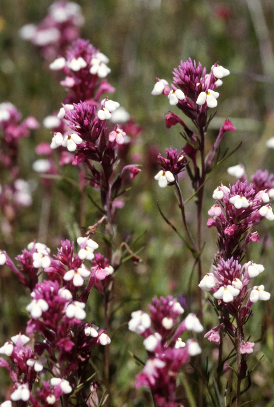 Castilleja densiflora