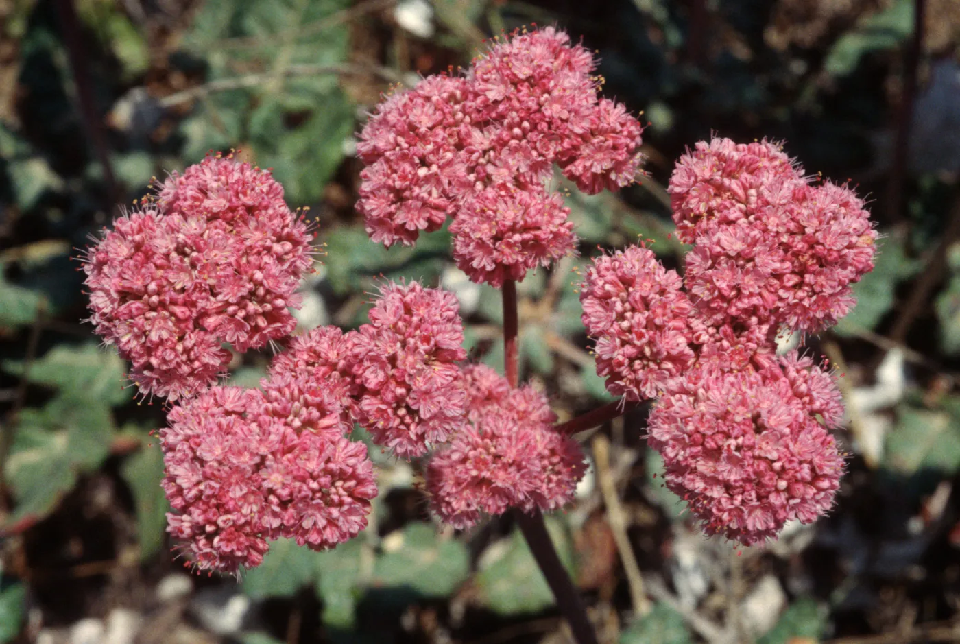 Eriogonum grande rubescens