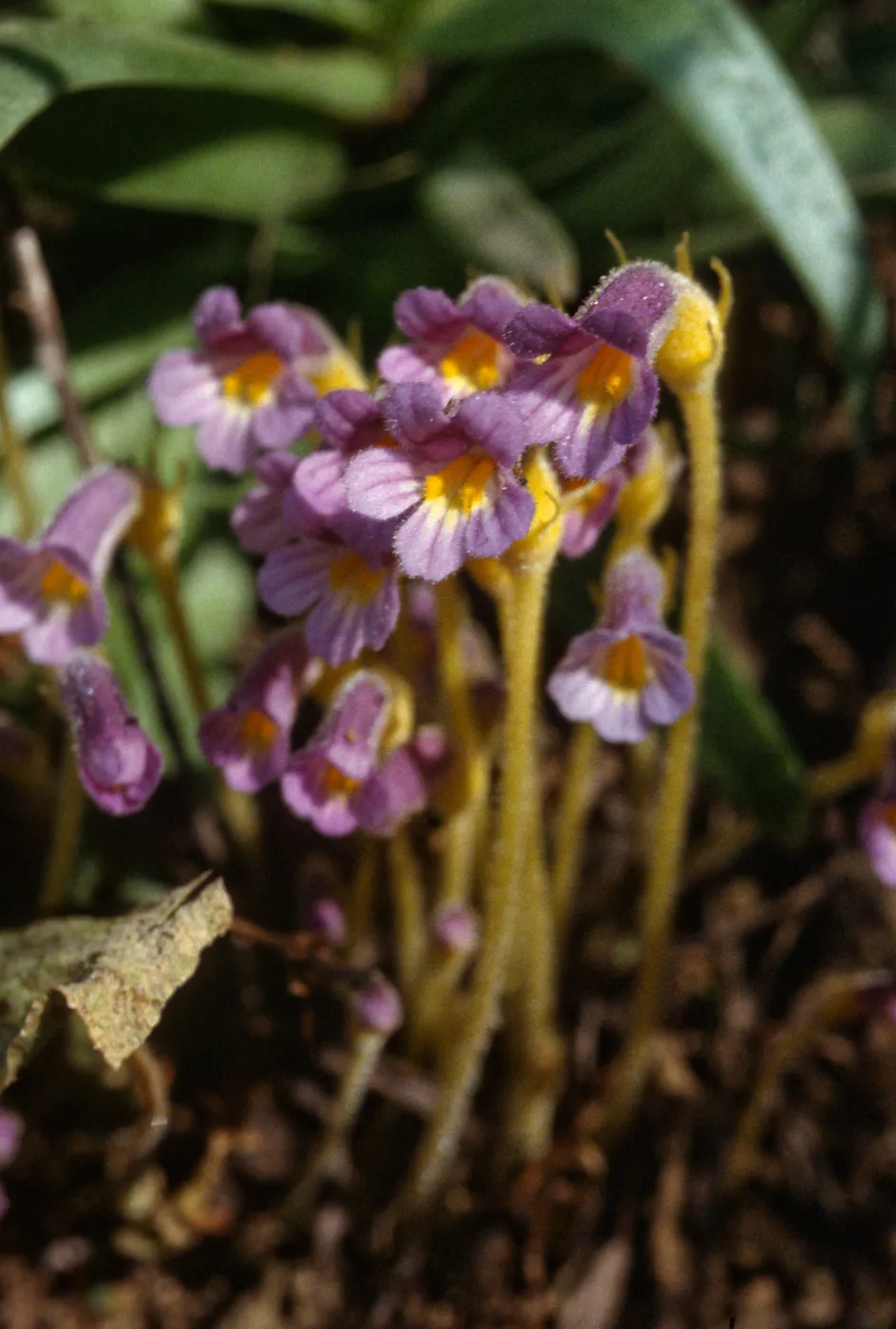 Orobanche uniflora