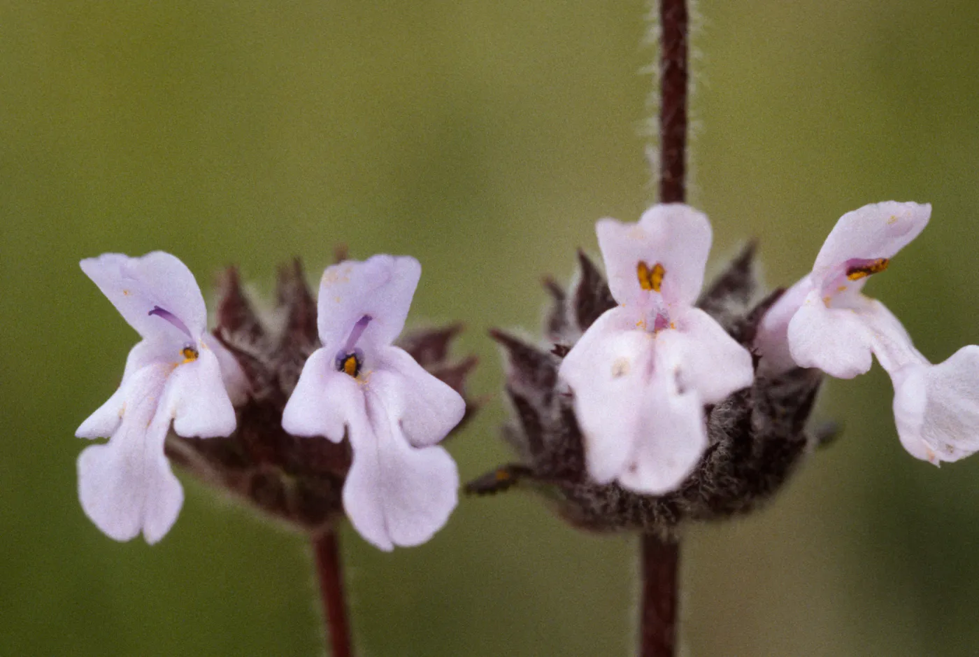 Salvia brandegeei (Brandegees Sage)