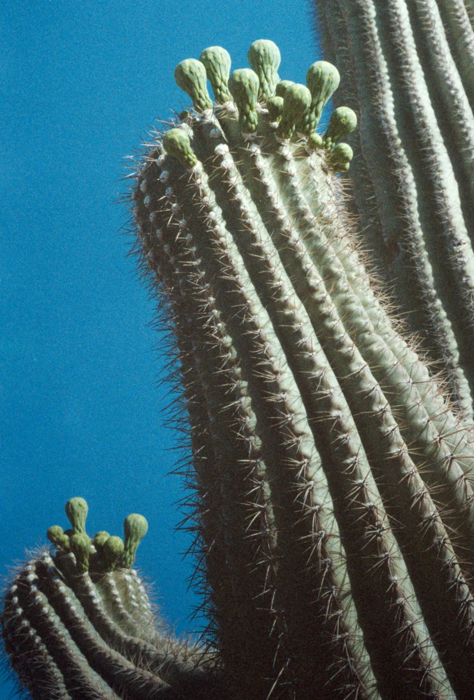 Cereus giganteus