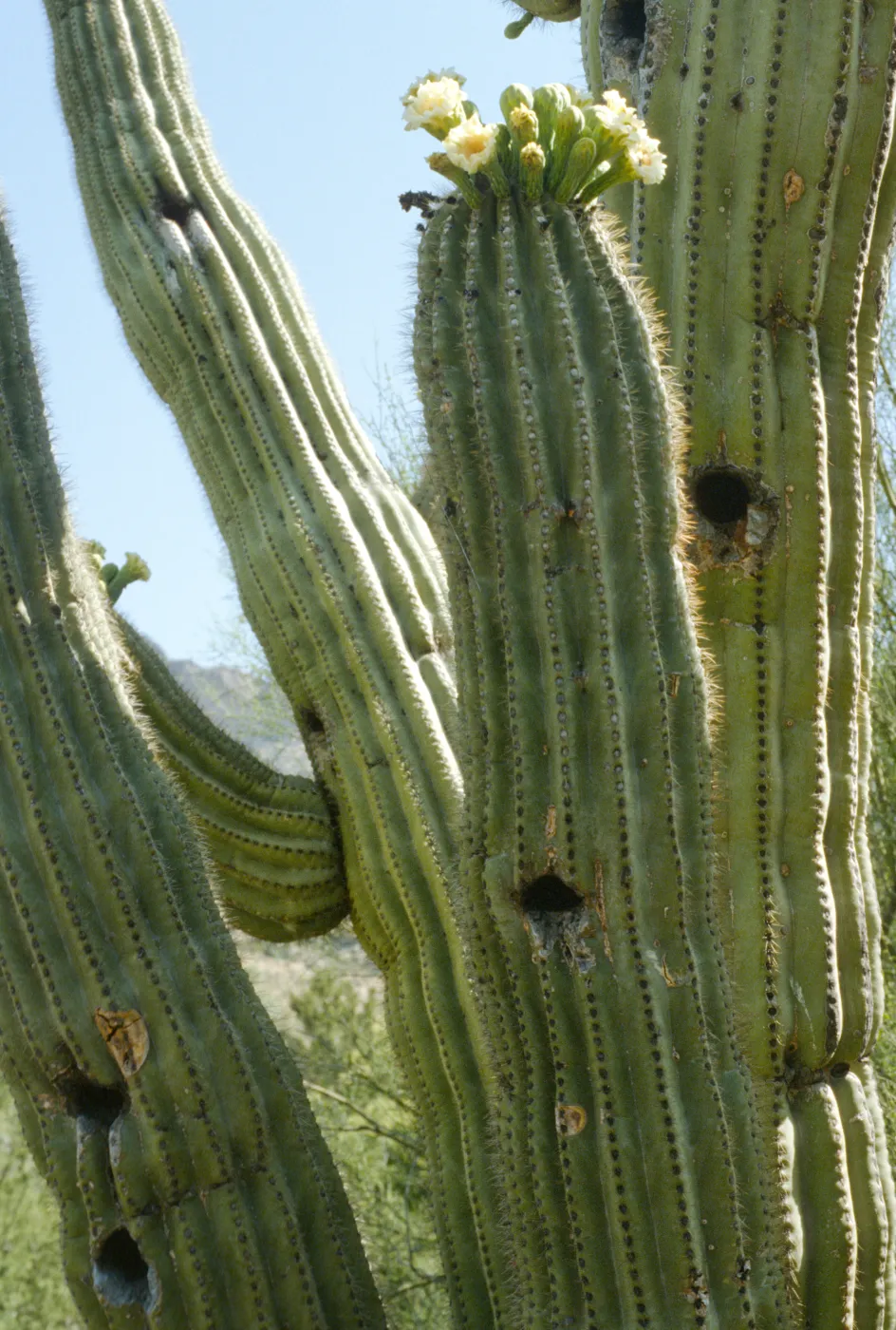 Cereus giganteus