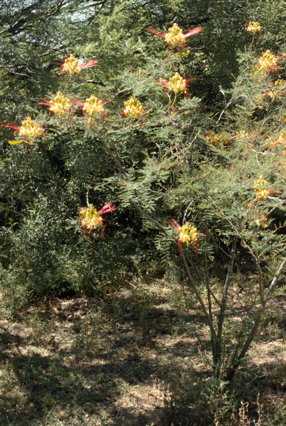 Caesalpinia gillesii