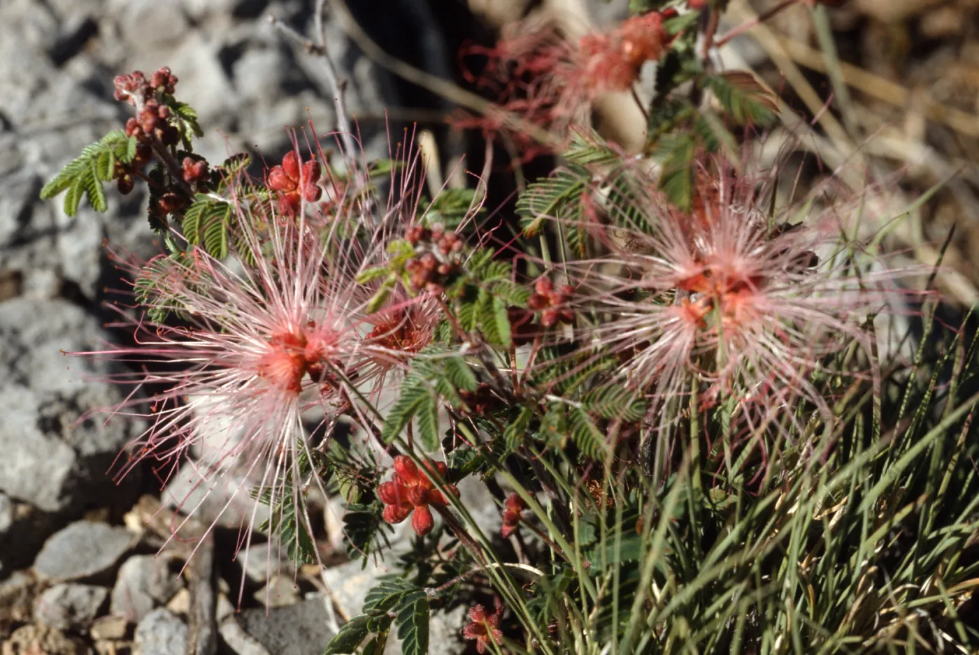 Calliandra