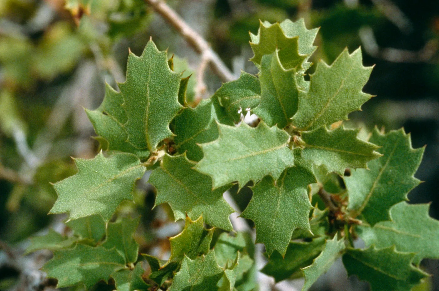 Quercus cornelius mulleri