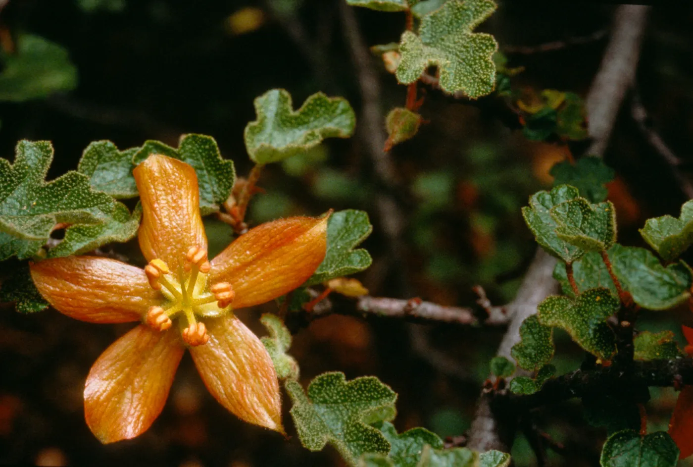 Fremontodendron decumbens
