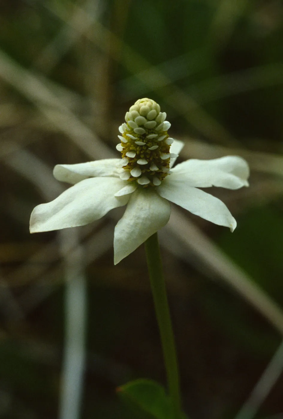 Anemopsis californica