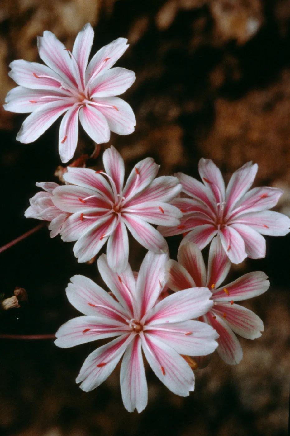 Lewisia cotyledon