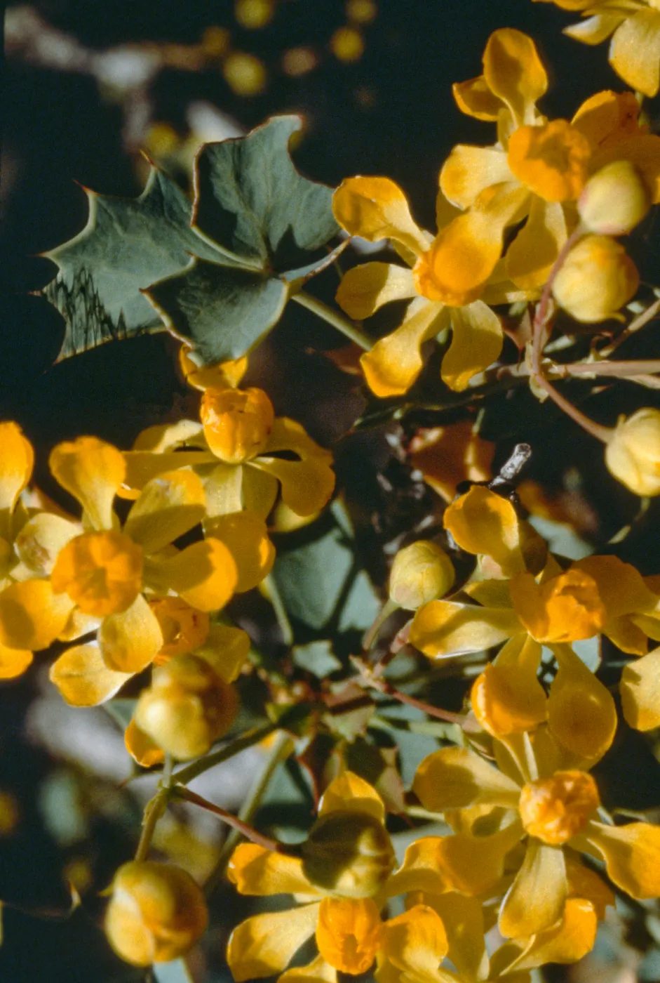 Berberis nevinii